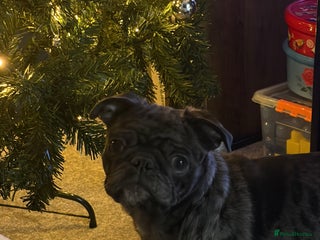 Pug dogs Loving Home Needed for Our Beautiful Puppy –Albert - Advert 2