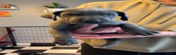 Great Dane dogs for stud: KC reg Dane for stud  - Advert 17