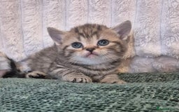 British Shorthair cats for sale: Beautiful British shorthair kittens - Image 27