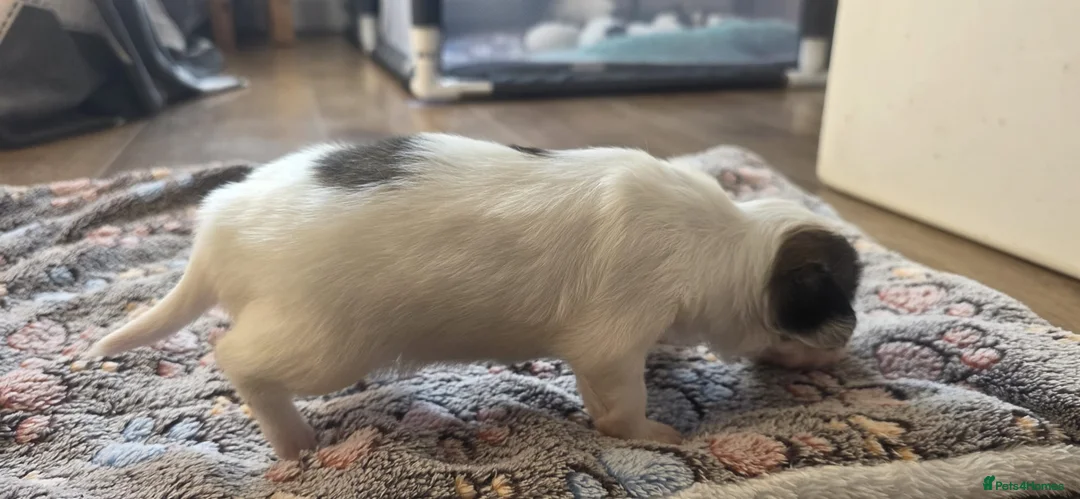 Papillon dogs for sale: !!!Ready 28/08!!! KC Papillon Puppies - Advert 26