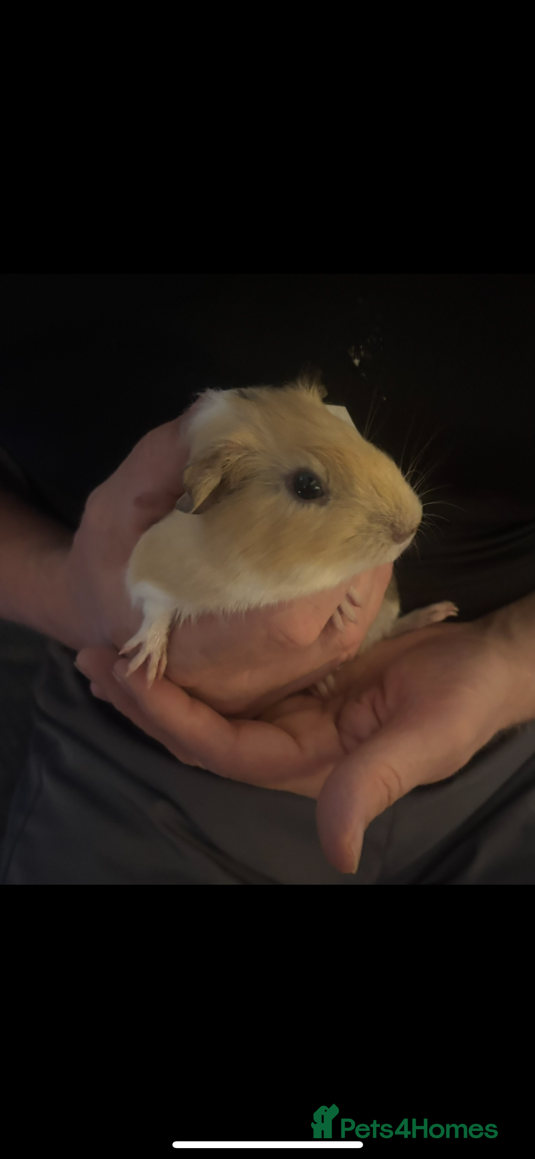 Guinea Pig rodents for sale: Two guinea pigs-with two cages and all accessories - Image 8