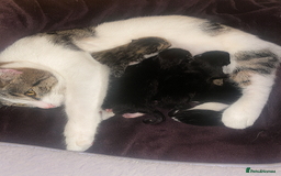 Domestic Shorthair cats for sale: Kittens just born! - Advert 1