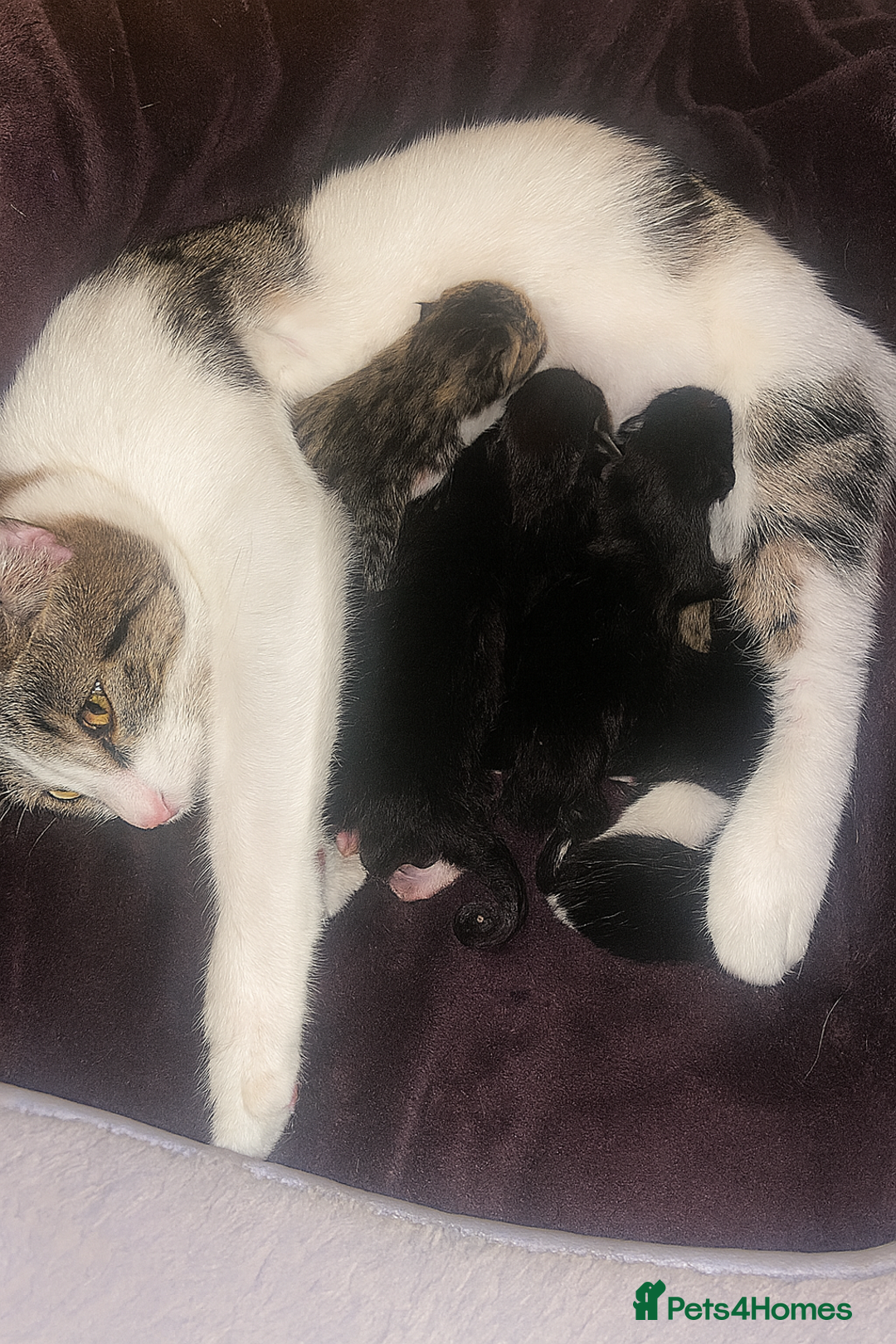 Domestic Shorthair cats for sale: Kittens just born! - Advert 1