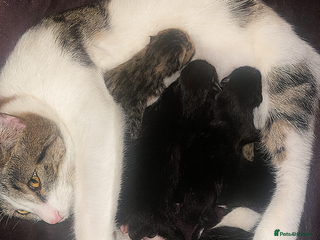 Domestic Shorthair cats Kittens just born! - Advert 2