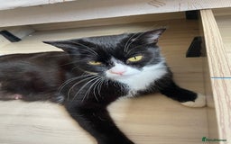 British Shorthair cats for sale: It’s a British short hair  - Image 18