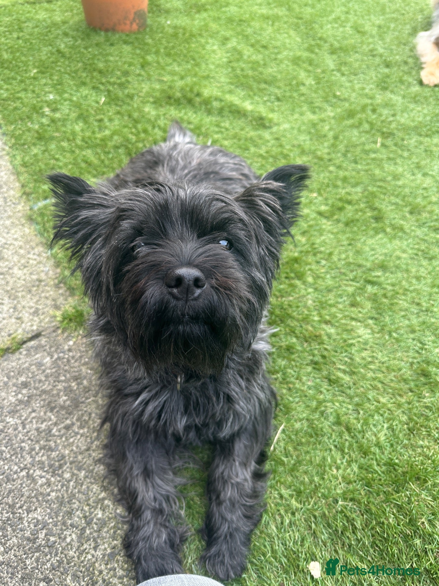 Cairn Terrier dogs Beautiful Cairn Terrier Puppies  - Advert 2