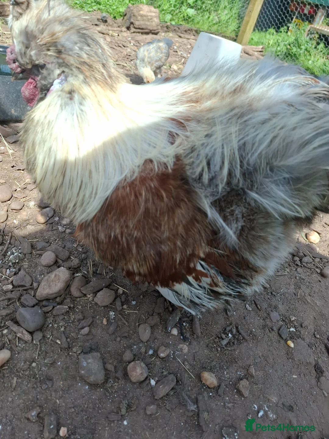 Chickens poultry for sale: Bahama chick's & pilkie chick's  in Cannock - Advert 9