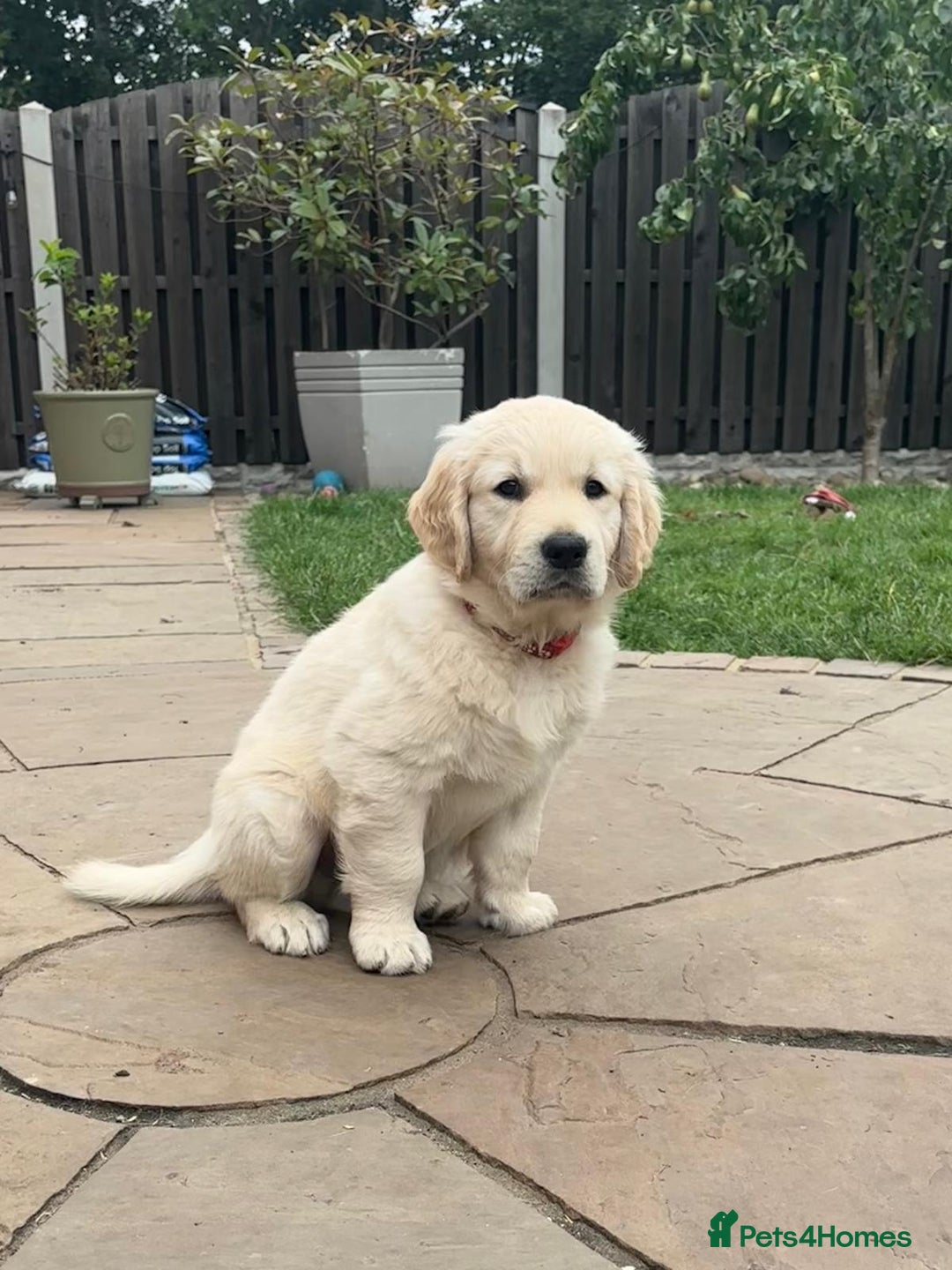 Golden Retriever dogs for sale: Ready now - Golden Retriever Puppies  - Image 18