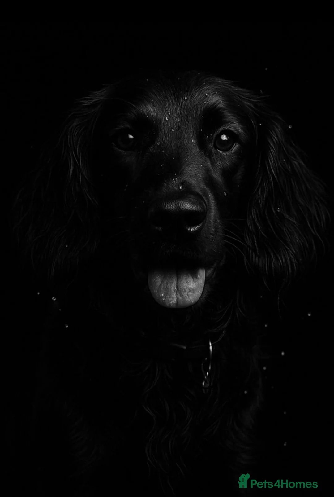 Cocker Spaniel dogs for stud: HEALTH TESTED PROVEN WORKING COCKER SPANIEL - Advert 13