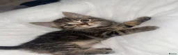 Mixed Breed cats for sale: Fluffy kittens - Advert 7