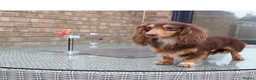 Miniature Dachshund dogs for sale: **LONGHAIRED MINIATURE DACHSHUNDS*** - Advert 13