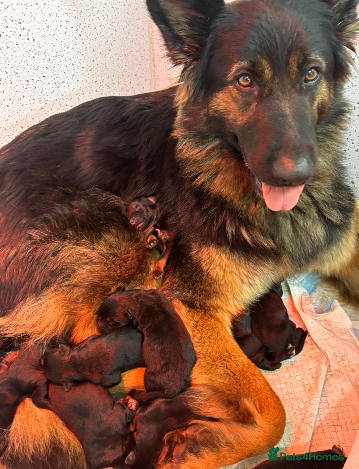 German Shepherd dogs Beautiful German Shepherd puppies  - Advert 1