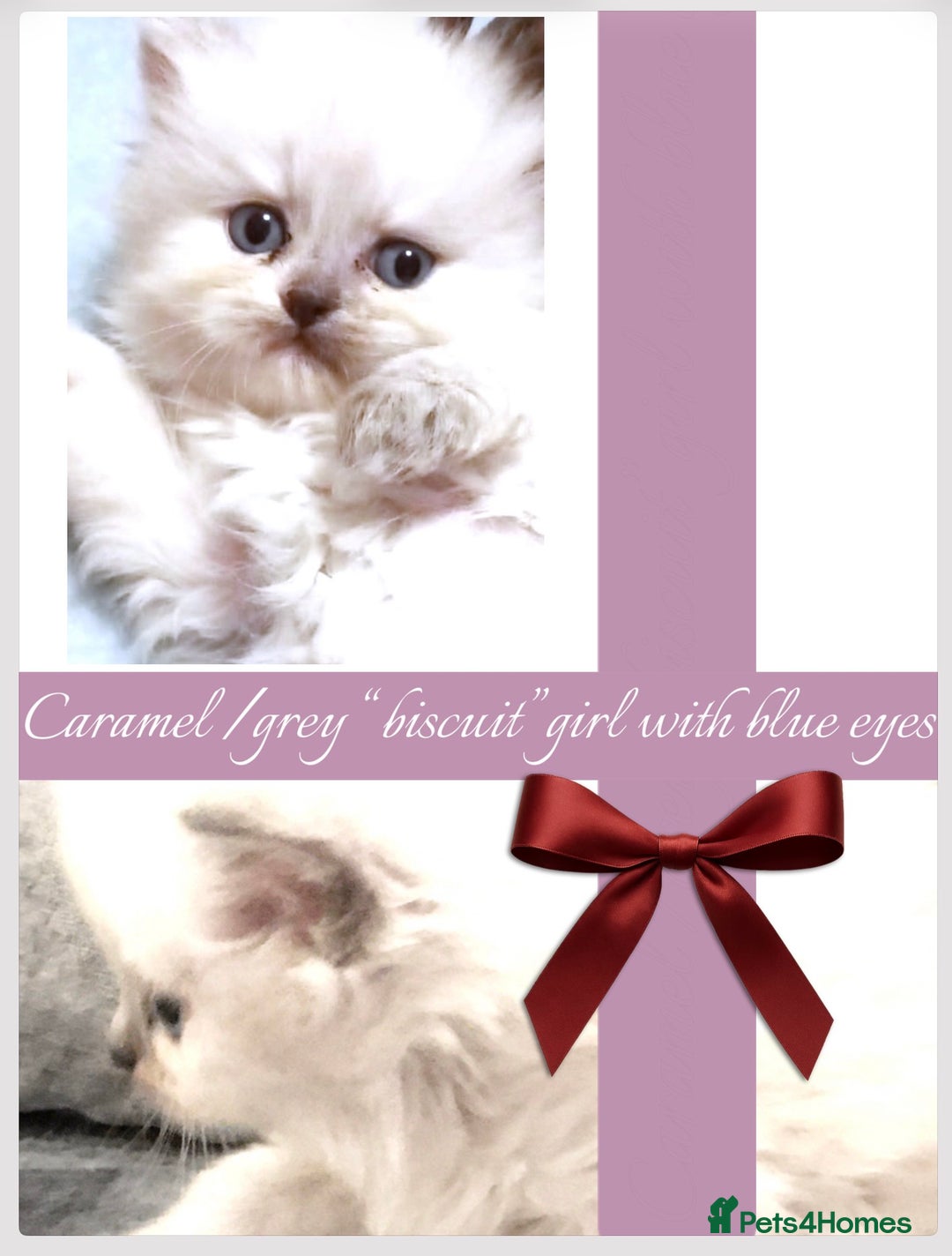 Persian cats for sale: Persians with beautiful features 4 AVAILABLE - Advert 5