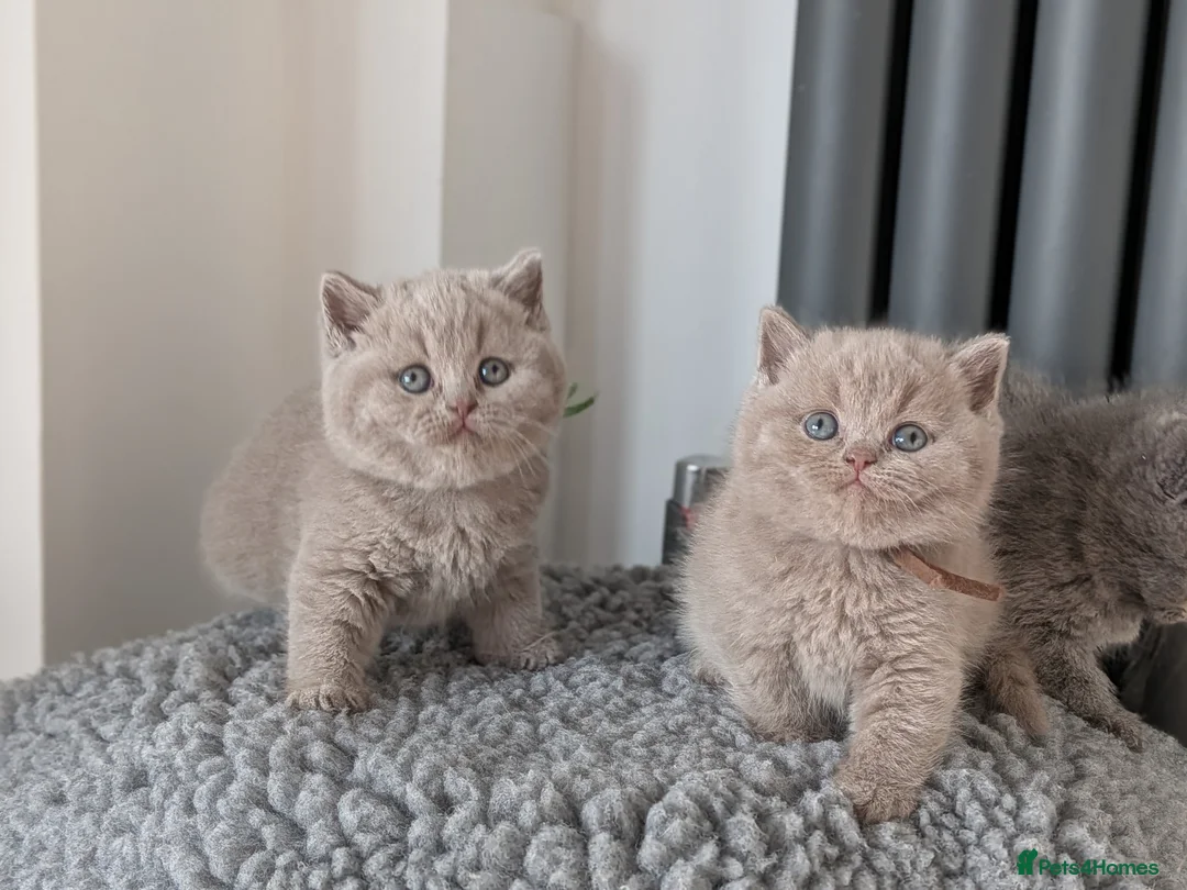 British Shorthair cats for stud: Champion British Shorthair Stud in Derby - Advert 7