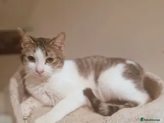 Mixed Breed cats Galaxy for adoption - Advert 1