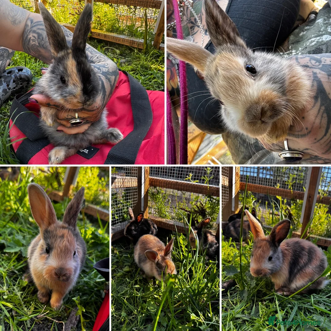 Harlequin rabbits for sale: Lovely bunnies ready - Advert 1