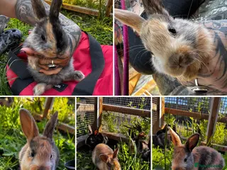 Harlequin rabbits Lovely bunnies ready - Advert 3