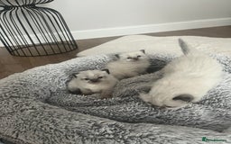 Ragdoll cats for sale: Snowy kitty for sale  - Image 6