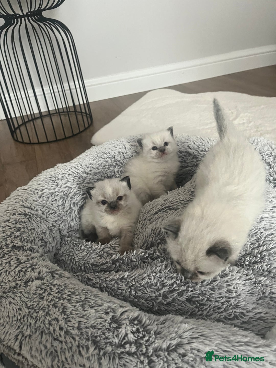 Ragdoll cats for sale: Snowy kitty for sale  - Image 6