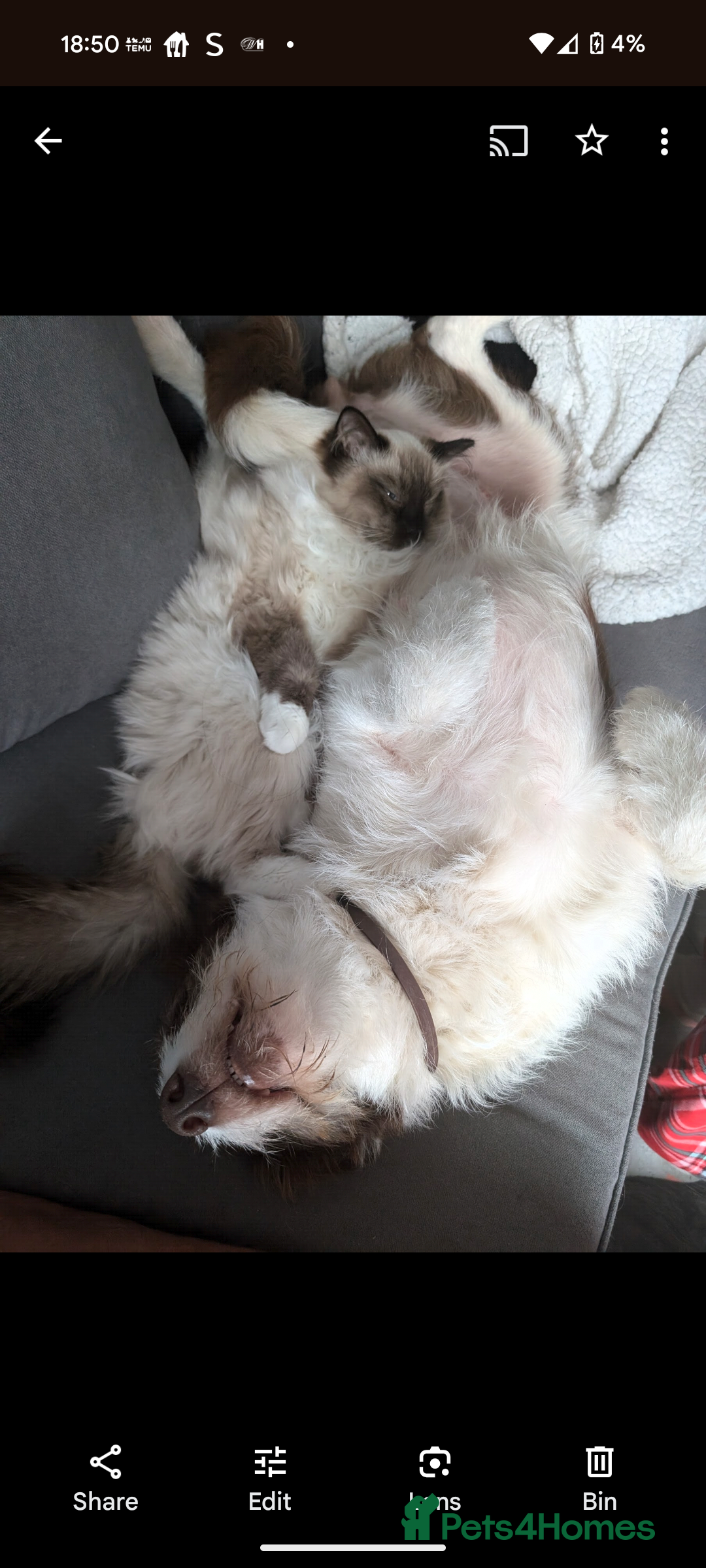 Ragdoll cats for sale: Mother and son ragdolls (4/1yrs) - Image 4