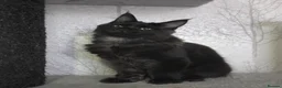 Maine Coon cats for sale: Male Maine Coon Black Smoke - Advert 10