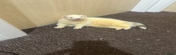 Ferret rodents for sale: 6 month old champagne colored ferret with  - Advert 11