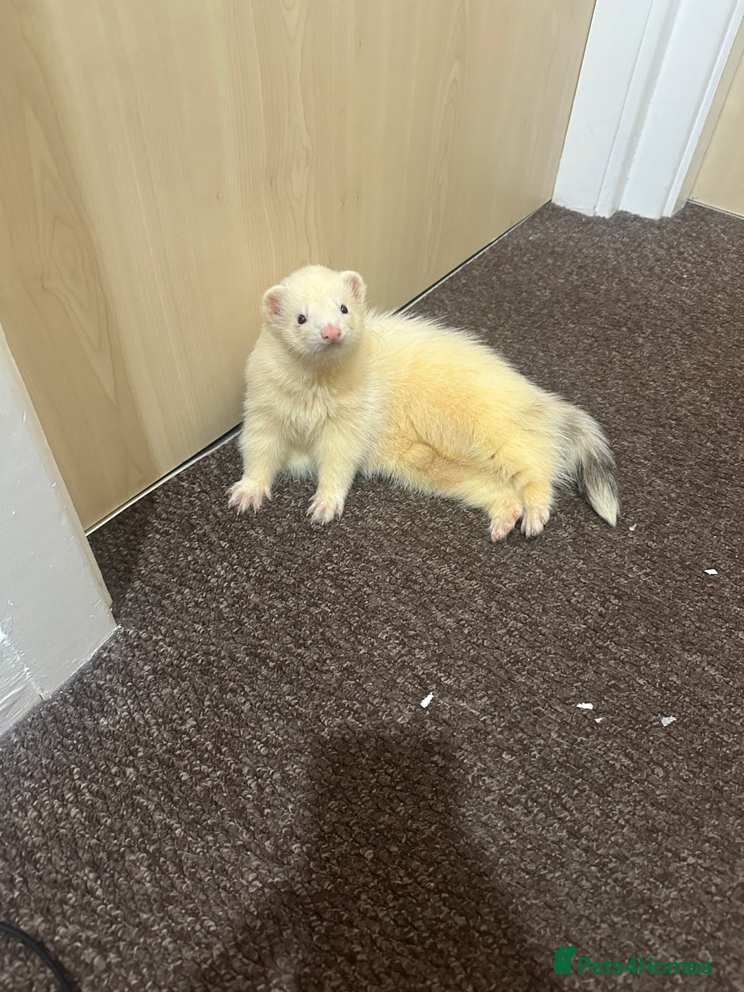Ferret rodents for sale: 6 month old champagne colored ferret with  - Advert 11