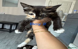 Ragdoll cats for sale: One ragdoll mixed breed and one tabby cat - Image 3