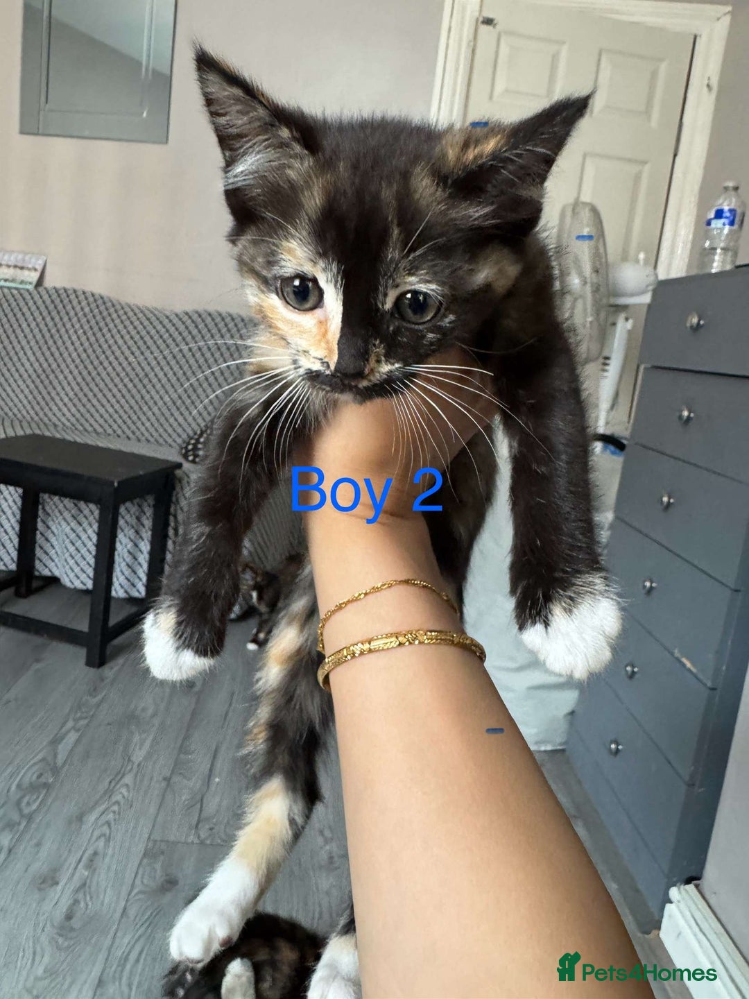 Ragdoll cats for sale: One ragdoll mixed breed and one tabby cat - Image 3