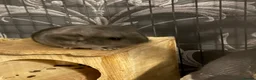 Chinchilla rodents for sale: 2x baby chinchillas - Advert 3