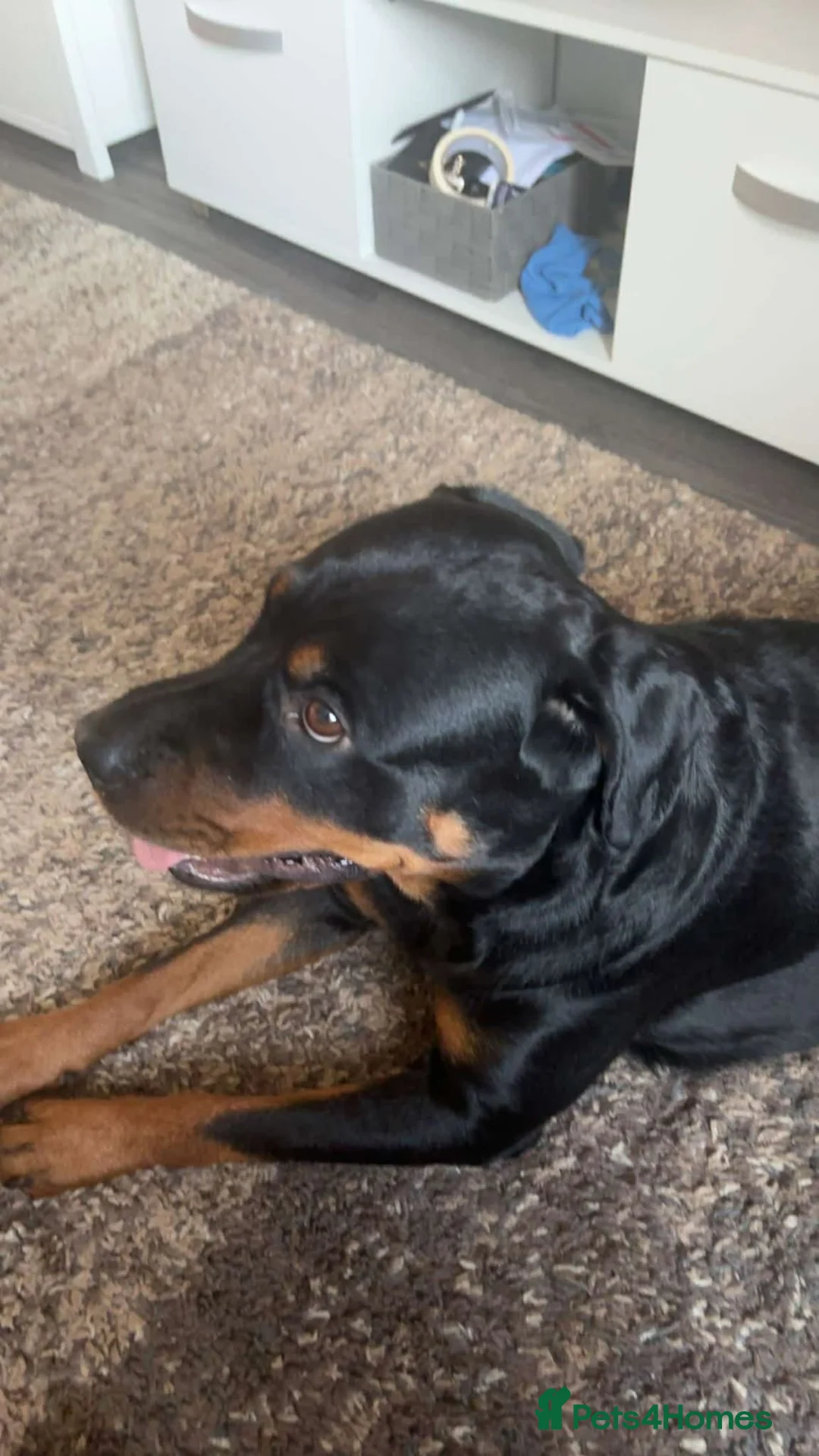 Mixed Breed dogs for sale: Female rottie x  - Advert 1