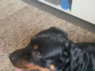 Mixed Breed dogs Female rottie x - Advert 7