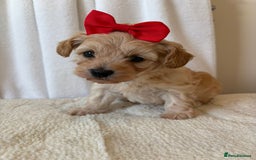 Maltipoo dogs for sale: F1 beautiful maltipoo baby’s 🩵🩷 - Image 15
