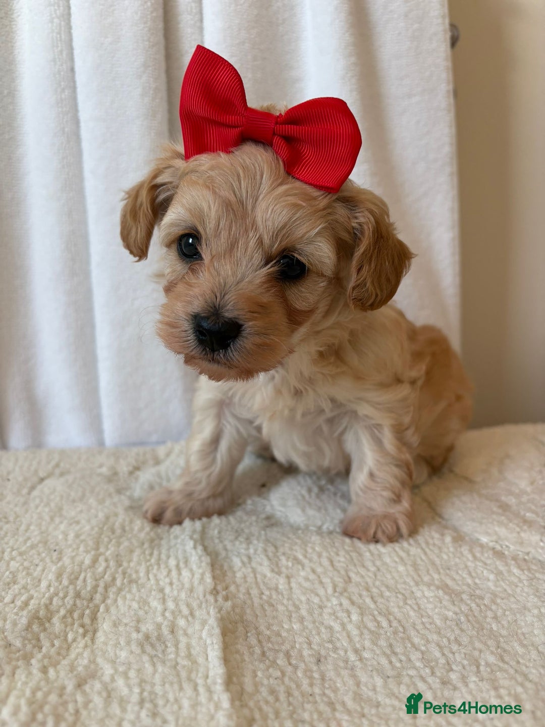 Maltipoo dogs for sale: F1 beautiful maltipoo baby’s 🩵🩷 - Image 15