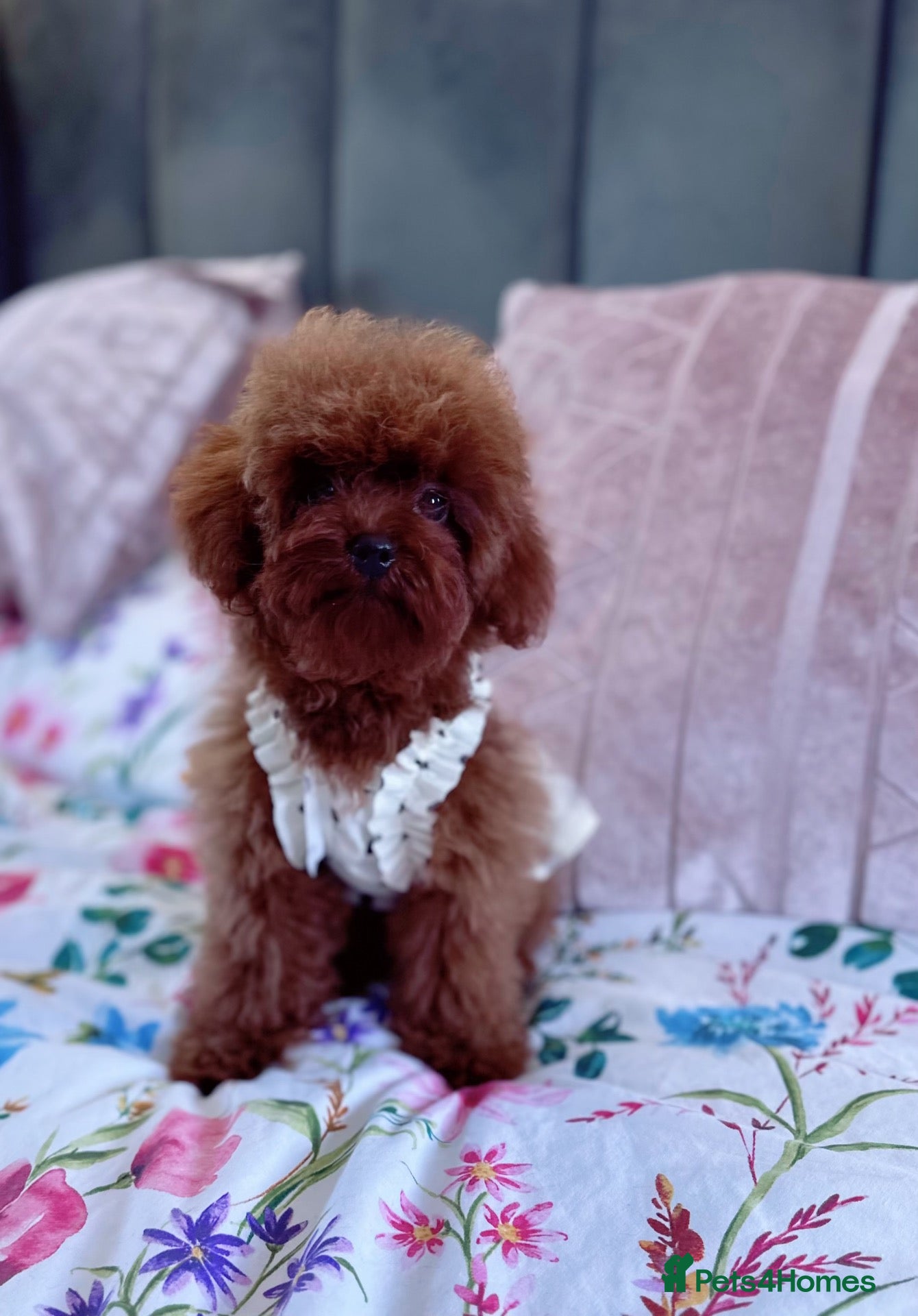 Toy Poodle dogs Adorable mini Asian poodle  - Advert 13