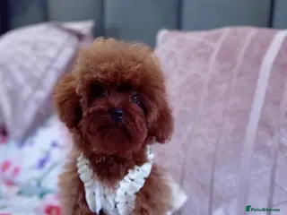 Toy Poodle dogs Adorable mini Asian poodle - Advert 1
