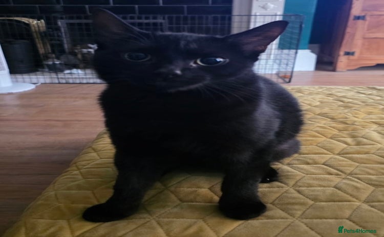 Mixed Breed cats - Advert 11
