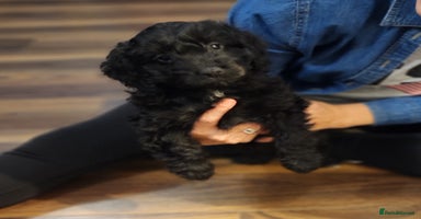 Cockapoo dogs - Advert 1