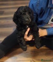 Cockapoo dogs - Advert 10