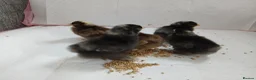 Chickens poultry for sale: Beautiful pekin chicks  - Advert 3
