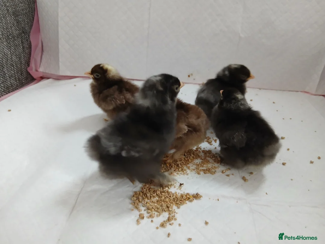 Chickens poultry for sale: Beautiful pekin chicks  - Advert 3