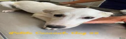 Mixed Breed dogs for adoption: Coconut, 6-7 months old. Available for adoption. - Advert 2