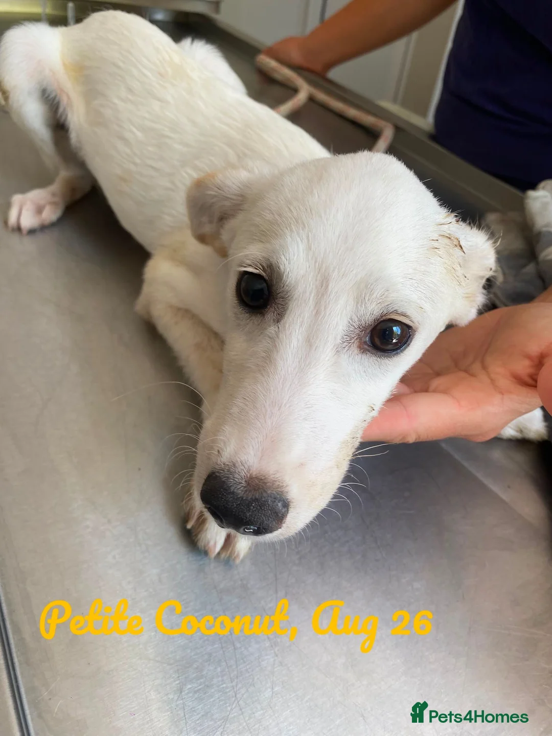 Mixed Breed dogs for adoption: Coconut, 6-7 months old. Available for adoption. - Advert 2
