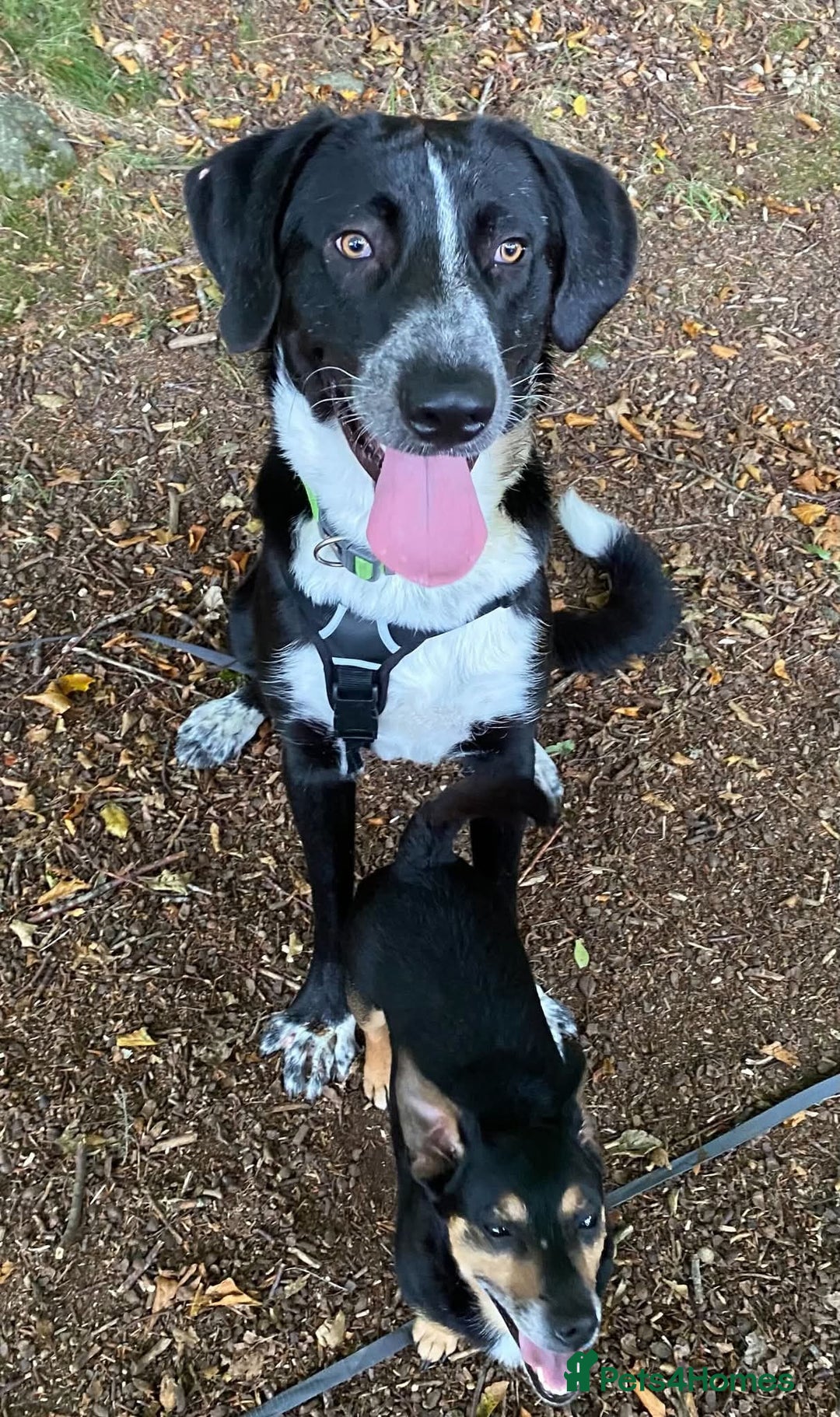 Mixed Breed dogs for adoption: Meet Sonny, currently residing in Fife - Image 10