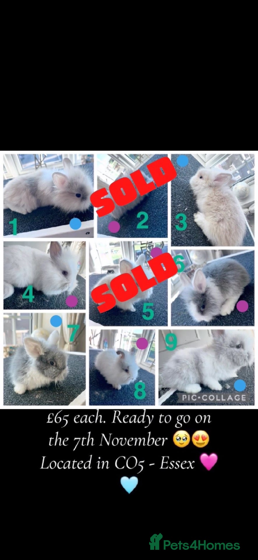 Lionhead rabbits for sale: Mixed lot of double main Lionhead bunnies 😍 - Advert 2