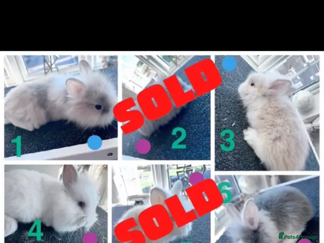 Lionhead rabbits for sale: Mixed lot of double main Lionhead bunnies 😍 - Advert 2