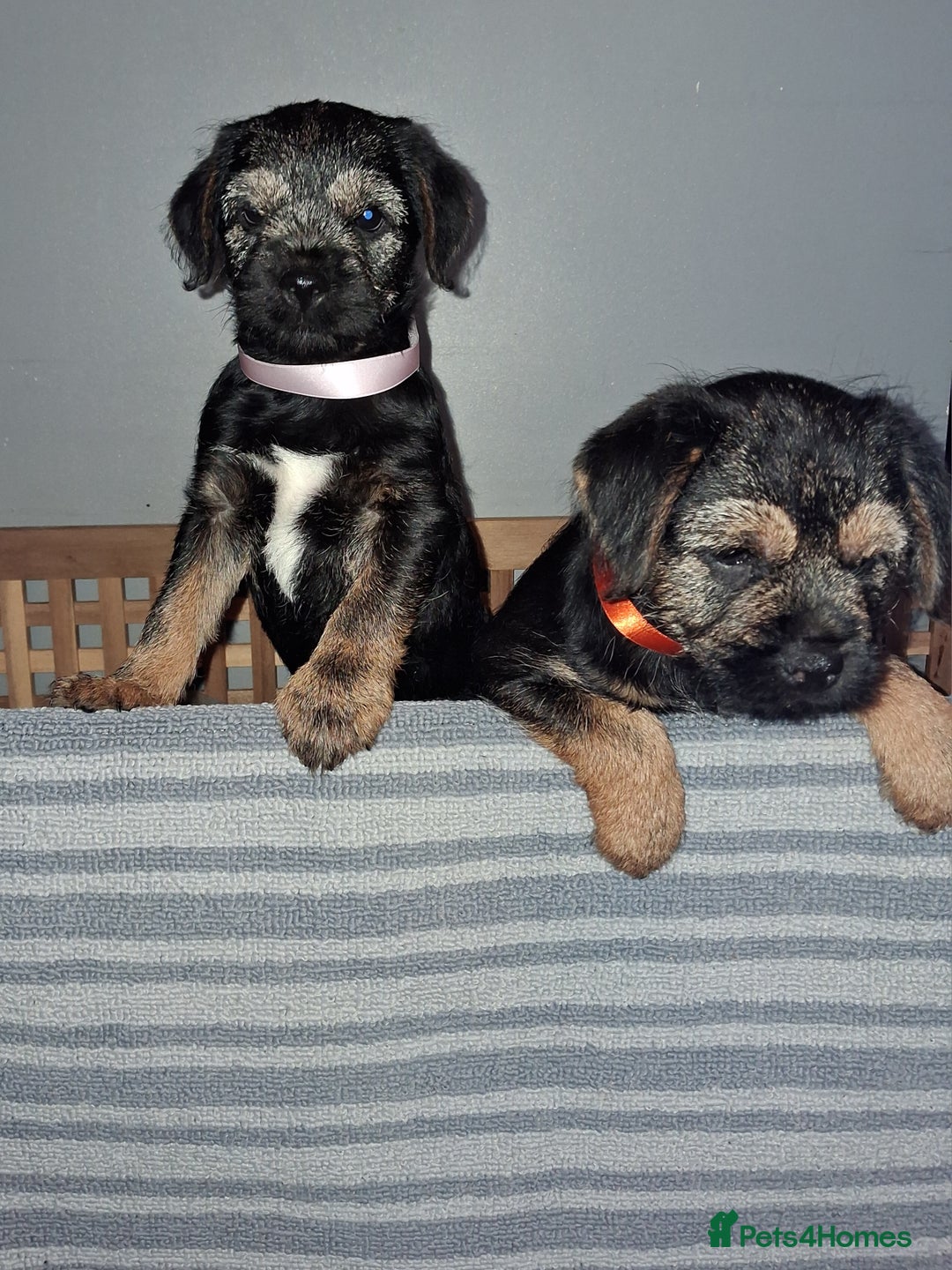 Border Terrier dogs for sale: Kc Reg Border Terrier Puppies  - Advert 4