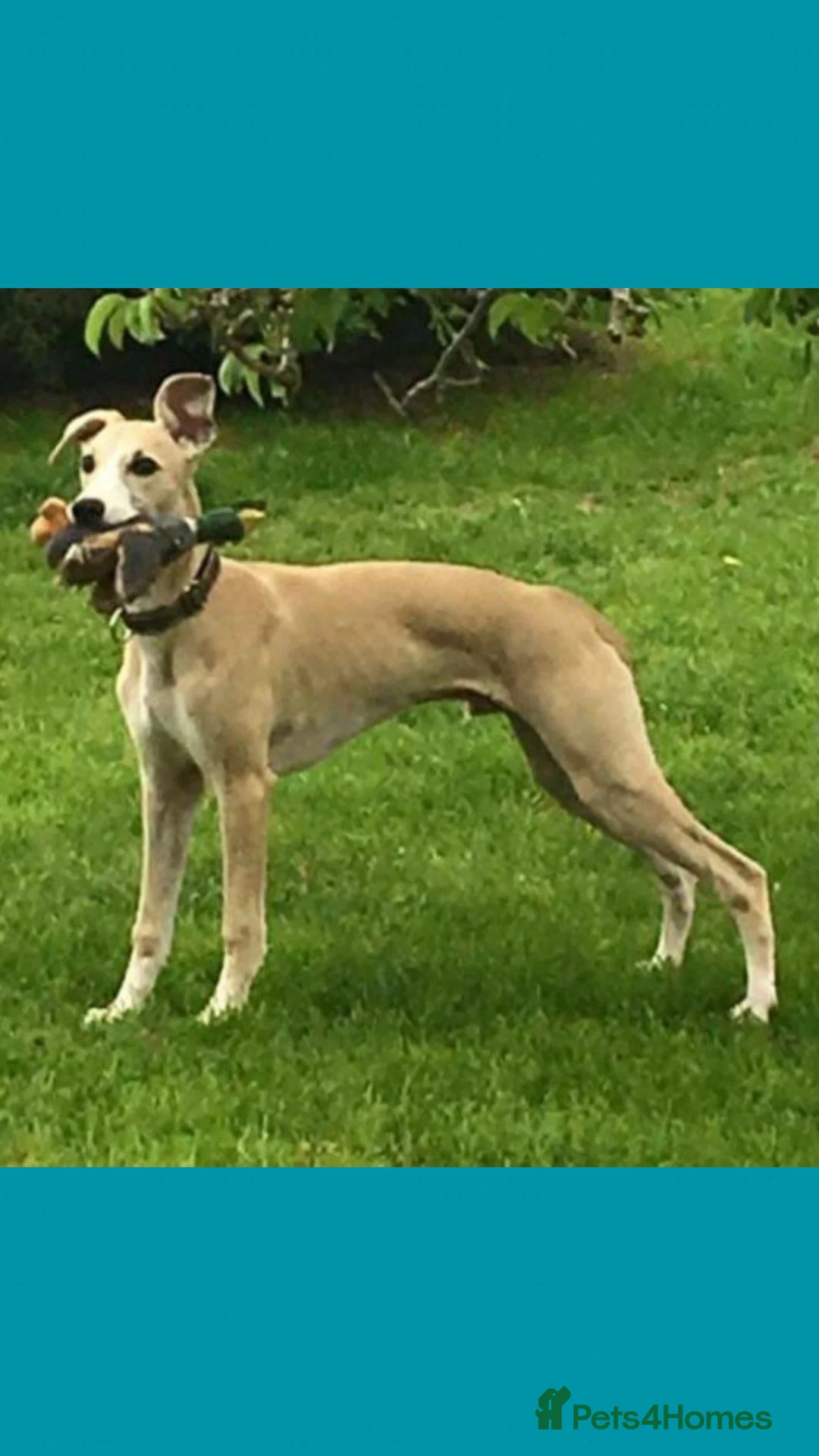Whippet dogs for stud: Fantastic KC Reg Whippet Stud available in Worcester - Advert 2