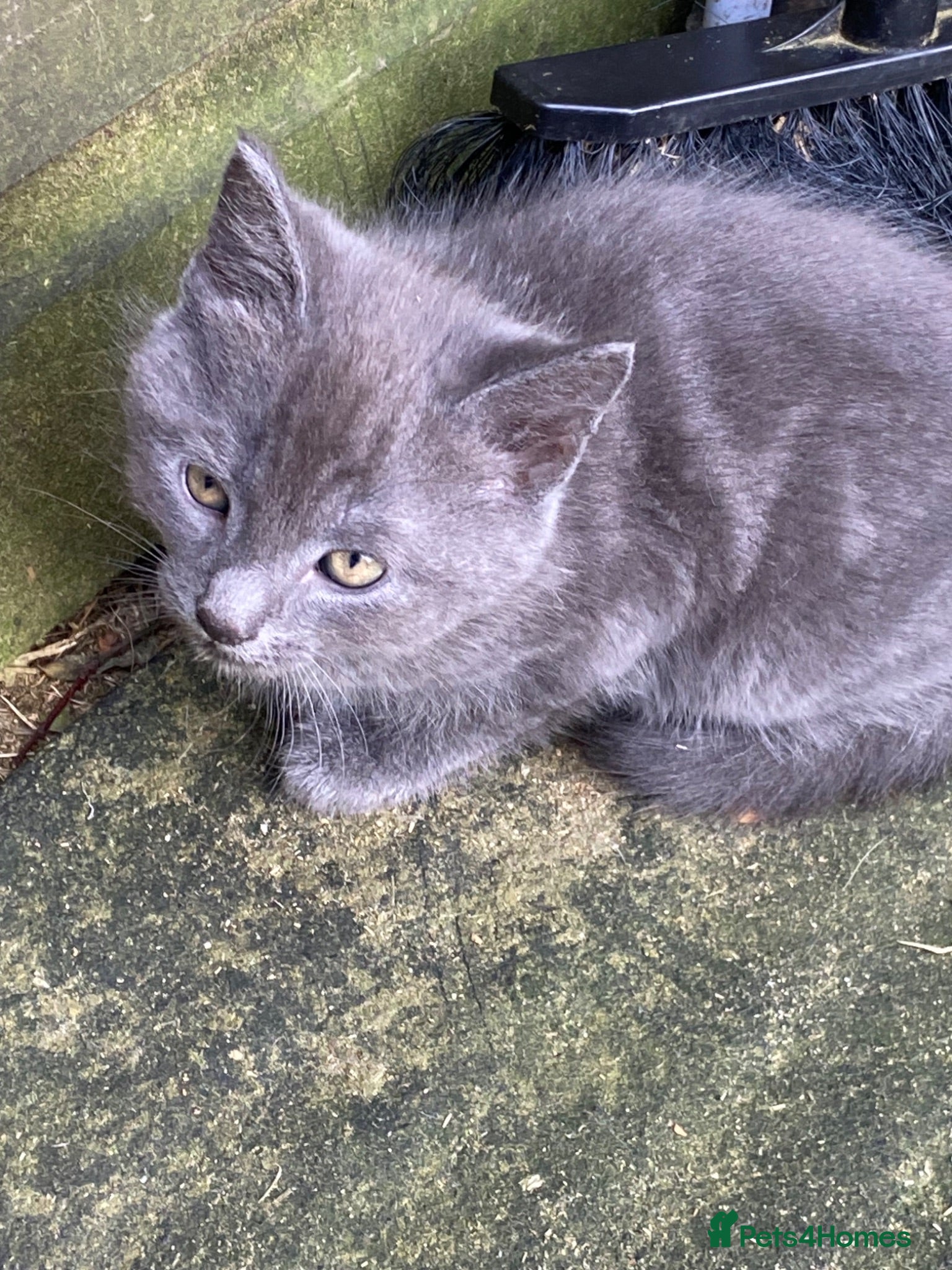 Mixed Breed cats Farm reared kittens  - Advert 6