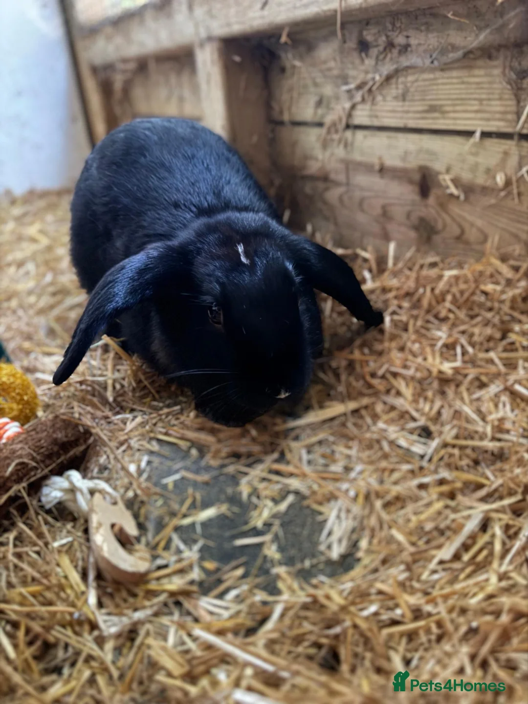 Mini Lop rabbits for sale: Two Male Mini Lops (16 Wks) - Fully Vaccinated in Slough - Advert 2